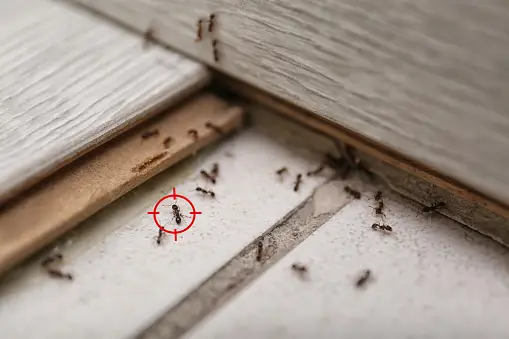 Comment Prévenir et Traiter les Problèmes d’Infestation de Nuisibles dans les Propriétés Locatives